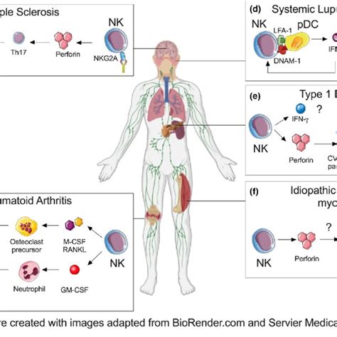 NK cell involvement in autoimmune inflammatory diseases. NK cells ...