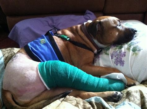 How Much Does Dog Knee Surgery Cost