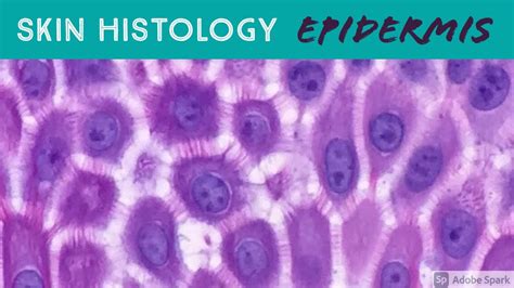 Skin Histology: Epidermis Layers (stratum basale, spinosum, granulosum ...