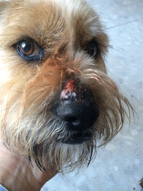 My dogs nose has swollen and has pink/red bumps on it. They have gotten ...