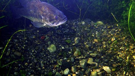 Spotted Bass vs Largemouth Bass - eatingthewild.com