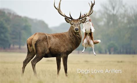 Why Your Dog Loves Antlers | HealthyPets Blog