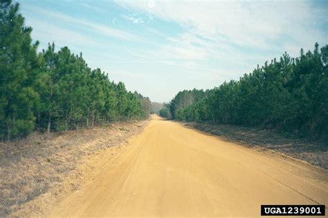 unpaved roads and trails-1239001