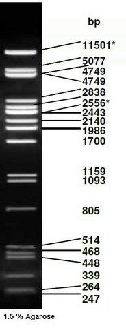 Phage Lambda DNA / Pst I digest ready-to-use | Bioswisstec