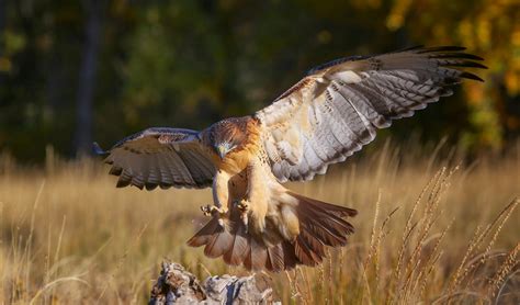 Red-tailed hawk | The Raptor Center