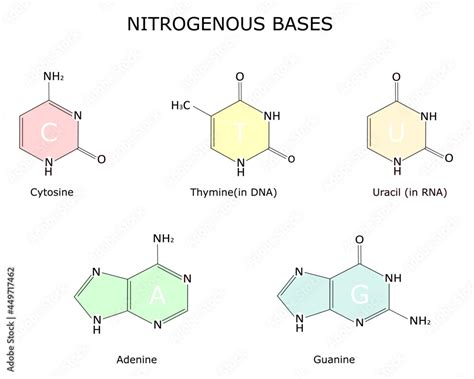 A chemical strutture of purine and pyrimidine nitrogenous bases ...