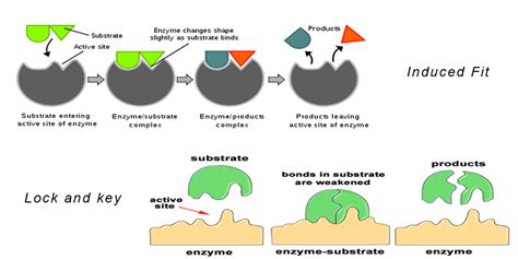 What Is The Induced Fit Model Of Enzyme Function - slidesharetrick