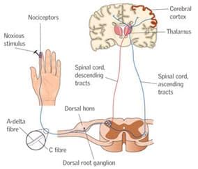 Nociceptive pain