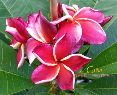 GINA PLUMERIA RUBRA SEEDS - 5 SEEDS