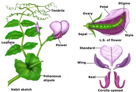 Characteristics and economic importance of family Papilionaceae ...