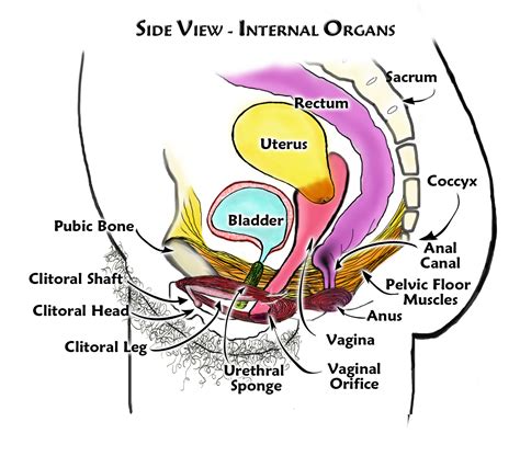 [DIAGRAM] Cervix Diagram Side - MYDIAGRAM.ONLINE