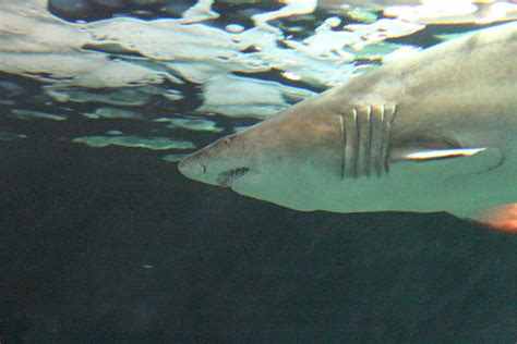 Shark - National Aquarium In Baltimore Md - 121218 Photograph by DC ...