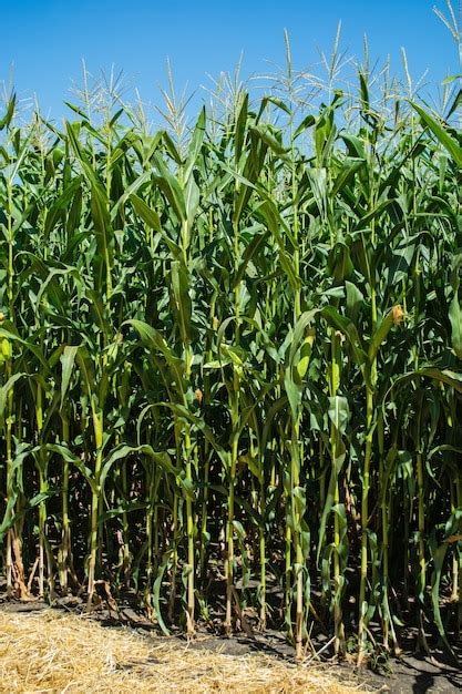 Green stalks and heads of silage corn in the field - Stock Image - Everypixel