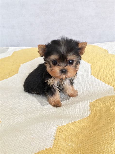Micro Teacup Yorkie Puppy for sale | iHeartTeacups