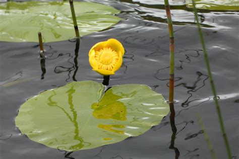 Yellow Water Lily - Discover the Best Gifts from Donegal Starting at ...