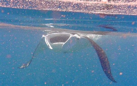 12 Awesome Facts You Didn't Know About Manta Rays