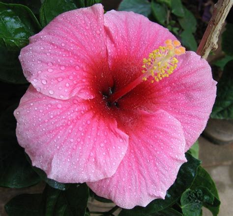 Conociendo a la guapísima flor del hibisco Rosa de China | Hibiscus ...