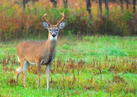 10 point buck stock photo. Image of adult, forests, fauna - 22069892