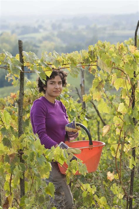 Cane & Spur Pruning of Grapevines