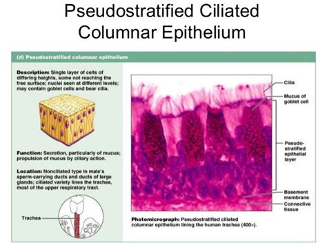 pseudostratified ciliated columnar epithelium | Tissue biology, Anatomy and physiology textbook ...