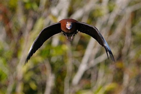 Black-bellied whistling duck flying head-on | BirdForum