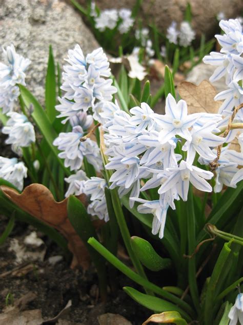 Striped Squill (Puschkinia) | Rotary Botanical Gardens