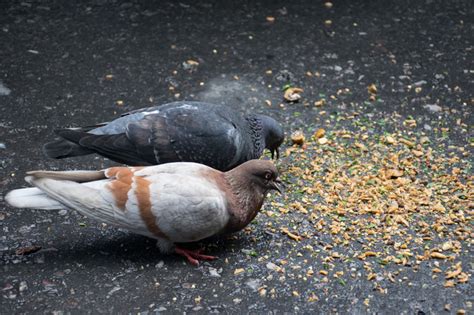 The Best Pigeon Food: The Optimum Diet For Your Pigeons - NE Pigeon ...