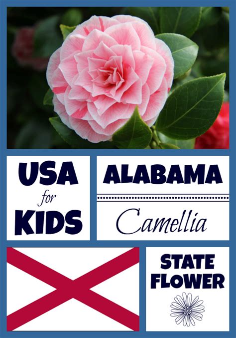 Alabama State Flower - Camellia by USA Facts for Kids