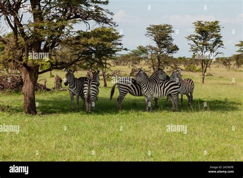 zebra on the savannah Stock Photo - Alamy