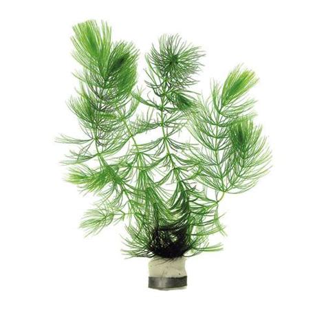 Hornwort Care and Maintenance Guide - The Aquarium Guide