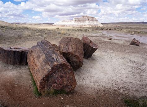 One Day in Petrified Forest National Park: A Complete Guide — Uprooted Traveler