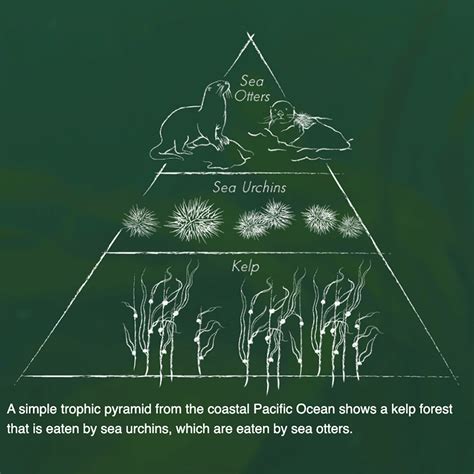 Exploring Trophic Cascades in Biology