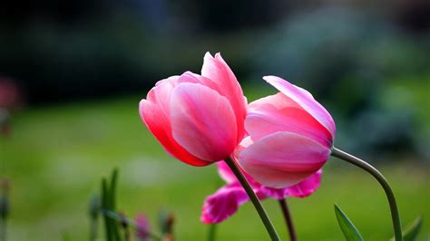 🔥 [80+] Tulip Flower Wallpapers | WallpaperSafari