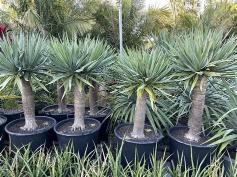 Dragons Blood Tree - Bamboo South Coast