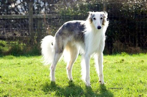 Silken Windhound - Facts, Temperament, Puppies, Pictures, Information | Animals Breeds