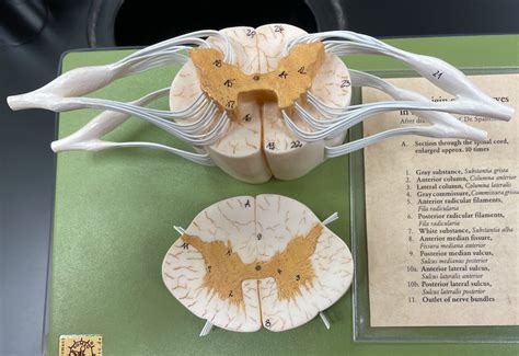 spinal cord model Diagram | Quizlet