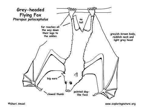 Flying Fox (Grey-headed), Megabat