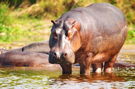 Wild Hippopotamus In Nile River - Hippopotamus Facts and Information