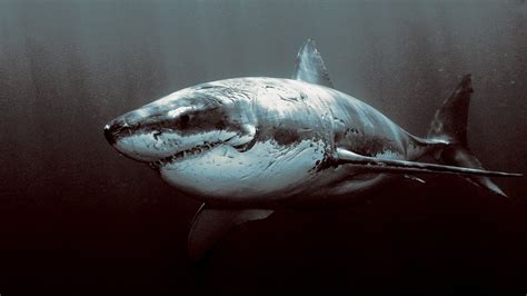 Wallpaper : dark, underwater, Great White Shark, 2048x1152 px, vertebrate, marine biology, deep ...