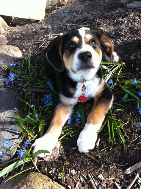 Labernese puppy! Bernese mountain dog and lab mix. | Dogs and puppies ...