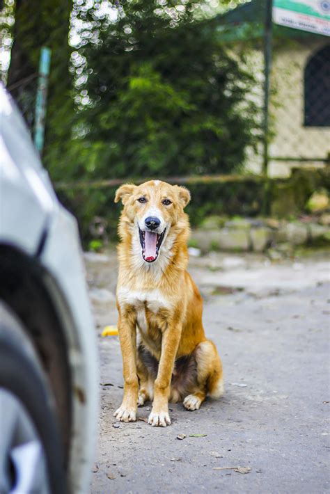 Dog Yawning - PixaHive