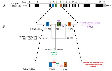 Diagnostics | Free Full-Text | Identification of a Novel Pathogenic Rearrangement Variant of the ...