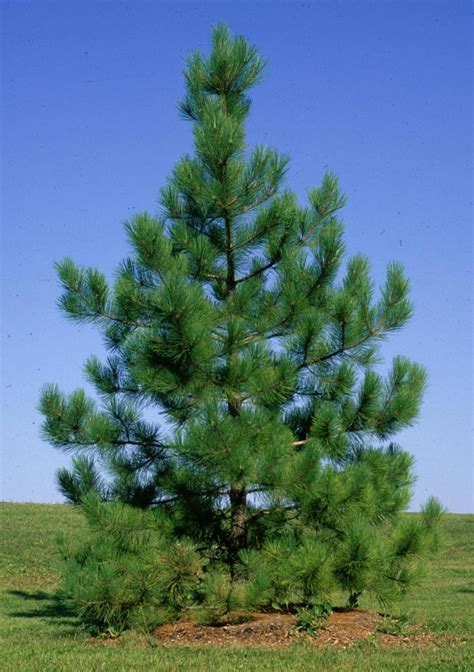 Red Pine – Van Buren Conservation District