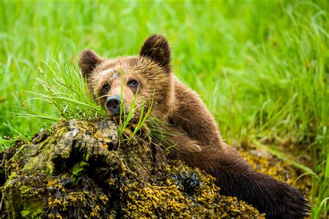 Khutzeymateen Grizzly Bear Sanctuary | Christopher Martin Photography