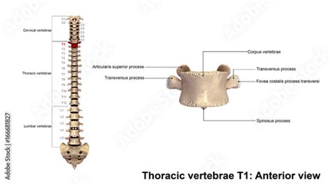 Thoracic vertebrae T1_Anterior view Stock Photo | Adobe Stock