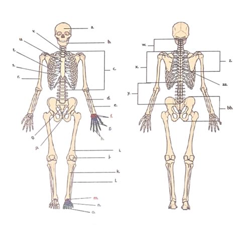 Module 3 Lab Test: Skeleton Diagram | Quizlet