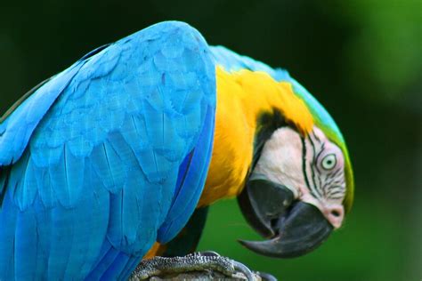 "Macaw - Amazon Rainforest" by David McGilchrist | Redbubble