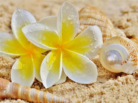 Plumeria and Shells on a Beach | Plumeria, Frangipani, Flowers