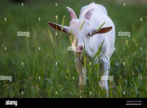 Saanen Goat baby grazing in spring Stock Photo - Alamy