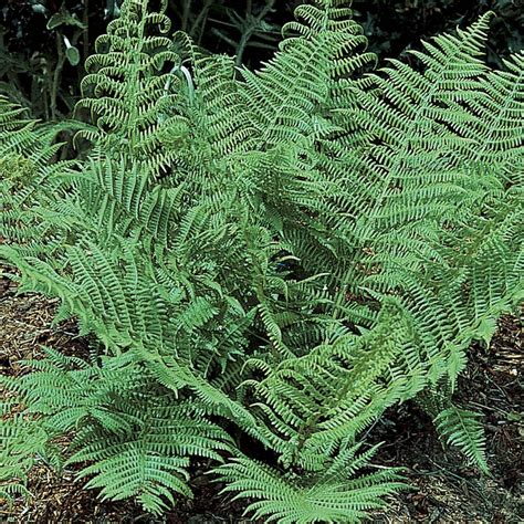 Spring Hill Nurseries Toothed Wood Fern Dryopteris, Live Bareroot Perennial Plants in Green ...